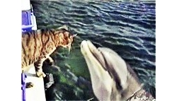 โลมาหยอกแมว น่ารักสุดๆ