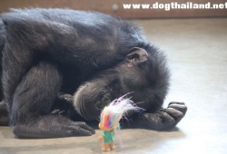 สะเทือนใจสุดๆ ชิมแปนซีเลี้ยงตุ๊กตาน้อยแทนลูก หลังถูกพรากลูกทุกครั้งที่ให้กำเนิด