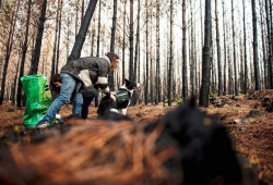ไอเดียเจ๋ง น้องหมาพันธุ์บอร์เดอร์ คอลลี่ ช่วยฟื้นฟูป่าในชิลีหลังโดนไฟป่าทำลาย โดยแบบเมล็ดพันธุ์พืชวิ่งไปทั่วป่า