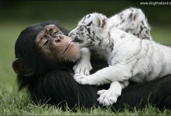 The tiger cubs and the chimpanzee ภาพสัตว์น่ารักๆ