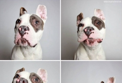 Dogs Selfies ภาพน้องหมาเซลฟี่ น่ารักๆ ทั่วโลก