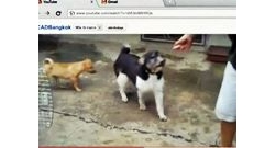 Google Chrome ช่วยน้องหมาเคยเห็นยัง