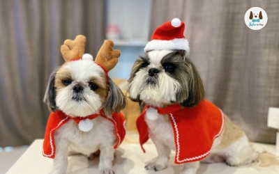 ชุดคริสต์มาสสัตว์เลี้ยง ชุดแฟนซีหมา แมว ผ้าคลุมกันหนาว ผ้าคลุมซานต้า หมวกซานต้า หมวกกวางซานต้า ของตกแต่งวันคริสต์มาสน้องหมาแมว