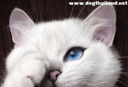 โคบี้ แมวขาวที่มีขอบตาคมเฉี่ยว ยังกับเขียนอายไลเนอร์ ! บอกเลยฮอตสุดๆ ทาสแมวตามIG เพียบ