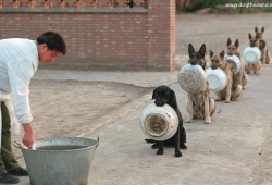 ตำรวจสุนัข ที่จีน รออาหาร อย่างเป็นระเบียบ พร้อมชามคนละใบ