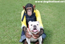 เจมส์ ขำกลิ้งลิงกับหมา สุนัขบูลด๊อกคู่หูปังคุง รายการดังของญี่ปุ่น เสียชีวิตแล้ว