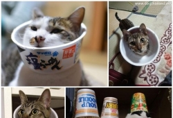 "อลิซาเบธ คอลลาร์"  คอลลาร์ถ้วยราเมง กันแมวเลียแผล ฮิตมากในญี่ปุ่น แชร์กันสนั่น