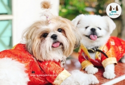 เสื้อสุนัขตรุษจีน ชุดกี่เพ้าสุนัข กี่เพ้าแมว รวมสินค้าฉลองตรุษจีน สำหรับสัตว์เลี้ยง