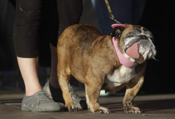 หมาน่าเกลียดที่สุดในโลก World’s Ugliest Dog 2018 ซา ซา (Zsa Zsa) สุนัขอิงลิช บูลด็อก แชมป์สุนัขที่น่าเกลียดที่สุดในโลก 2018
