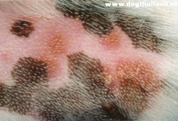 หมาเป็นเชื้อรา blastomycosis พบบ่อยมาก การดูแล ป้องกัน รักษาอย่างถูกวิธี