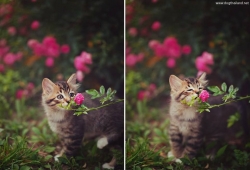 Beautiful Smell  แมวน่ารัก ดม ดอกไม้ สวย น่ารักมากๆ