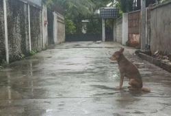 เจ้าเฮง หมาตากฝน ตอนนี้อยู่กับเจ้าของใหม่คุณจ๋า สบายดี แต่โซเชียลดราม่าใส่หนักมาก เหตุเพราะ ?