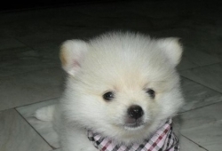 มาดูลำดับไอคิวของสุนัขกัน