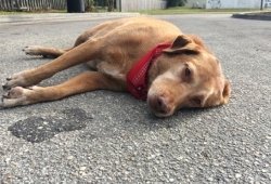 สุดสะเทือนใจ เมื่อสุนัขนอนอาลัยกลางถนน ตรงจุดที่เจ้านายโดนรถชนเสียชีวิต