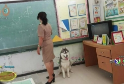 เมื่อคุณครูพา น้องไข่ดาว หมาไซบีเรียน ฮัสกี้ ผูกเอวมาสอนหนังสือด้วย นักเรียนเฮฮายกห้อง