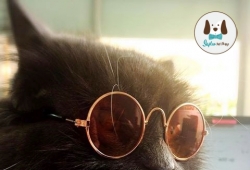 แว่นแมว แว่นชิวาวา แว่นปอม แว่นใส่น้องหมาหน้าเล็กๆ แว่นกันแดดหมาแมว มีหลายแบบหลายสี ราคาส่ง 90 บาทเท่านั้น
