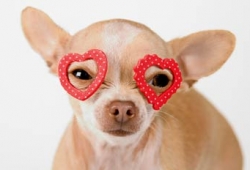 ชิวาวาฆ่าร็อตไวเลอร์ !