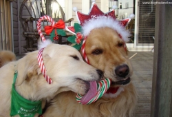 Santa Buddies เสื้อผ้าสุนัขคริสต์มาส สังสรรค์วันคริสต์มาส ปีใหม่ แฟชั่นนี้ คัดภาพระดับ 5 ดาว