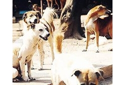 คลิป เรื่องสุนัขจรจัด ข่าวช่อง 3 เรื่องเด่นเย็นนี้