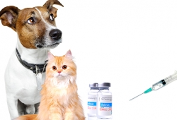 จังหวัด เขตท้องที่ทำการฉีดวัคซีนป้องกันโรคพิษสุนัขบ้าฟรี  ปี 2559