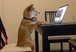 ชิบะ น้องหมาชอบดูทีวี ดูหนัง ตั้งใจดูมากๆ สนใจเทคโนโลยี่ นั่งแบบคนเลย เกร๋มาก