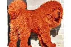 แพงที่สุดในโลก สุนัขทิเบตพันธุ์ทิเบตัน มาสทิฟฟ์ สีแดง