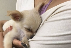 ลูกสุนัขถูกทิ้งไว้ภายในสนามบิน พร้อมโน๊ตจากเจ้าของ ที่ทำให้ใจสลายจนต้องน้ำตาไหล