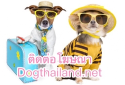 ติดต่อโฆษณาเว็บ dogthailand.net รีวิวที่พัก