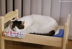 ที่นอนแมว จากญี่ปุ่น เป็นคอนโดก็มี น่ารักอะ สักหลังไหมค่ะ เหมี๊ยว