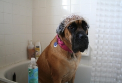 น้องหมาใส่หมวกอาบน้ำ น่ารักๆ อ๊ายย Fashion Bathing  Dog