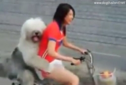 คลิปน้องหมาตัวใหญ่ นั่งจักรยานกับสาว เกาะเอวเขาไม่ปล่อยเลยนะ น่ารักมาก