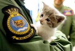 นักบินกองทัพ ช่วยชีวิตเหมียวน้อยน่ารักหลับปุ๋ยอยู่ในรถ ทำสาวกรี๊ดหนักหลงรักทั้งคนทั้งแมว