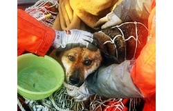 ปาฏิหาริย์! ญี่ปุ่นพบสุนัขลอยทะเลนาน 3 สัปดาห์