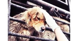 เจ้าตูบหลายร้อยชีวิตรอดตาย หลังกลุ่มผู้รักสัตว์จีนขัดขวางไม่ให้ส่งไปขึ้นเขียง