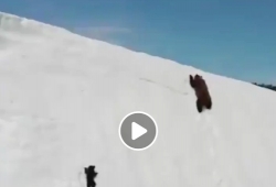 คลิปลูกหมี พยายามปีนปีนภูเขาหิมะ สุดทรหด คลิปดังมากๆตอนนี้ ใครท้อดูกันเลย เก่งมากๆ