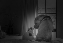 น้องหมาพันธุ์ชาเป่ย ดูแลแมวตั้งแต่เล็กๆ จนวันนี้น้องหมาป่วยเป็นมะเร็งต่อมน้ำเหลือง