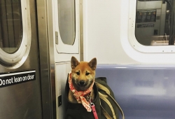 เมื่อมหานครนิวยอร์กห้ามนำหมาขึ้น 'รถไฟใต้ดิน' เว้นแต่เอาใส่กระเป๋า ความฮาจึงบังเกิด แต่ละตัวโอ้ว