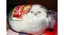 น่ารัก! เจ้าเหมียวในขวดโหล