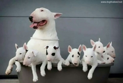 บูลล์เทอร์เรีย Bull terrier puppies ครอบครัวน่ารักแบบนี้สุดยอดภาพหมาหน้าวัว