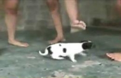 ศาลตัดสินจำคุกตลอดชีวิต สาวฟิลิปปินส์รุมเหยียบลูกหมาจนตายคาตีน