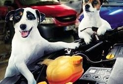 งานประกวด Summer Championship Dog