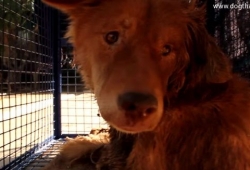 สุนัขตัวนี้ถูกพบครั้งแรกในสภาพใกล้ตาย เวลาผ่านไปโอ้ว โชคดีจริงๆ