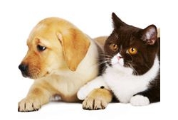 เกาหลีเหนือแนะใช้สัตว์เลี้ยง เป็นเครื่องเตือนภัย