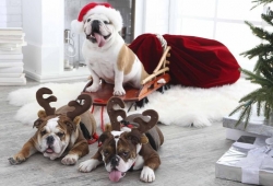 เสื้อผ้าสุนัขคริสต์มาส หมาคริสต์มาส ภาพสวยๆต้อนปีใหม่ แฟชั่นนี้ คัดภาพระดับ 5 ดาว