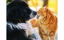 dog & cat มิตรภาพไม่สิ้นสูญ