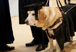 สุนัขลาบาดอร์ น่ารักสุดๆ แถมได้รับปริญญาโท ด้วยนะจ๊ะ โอ้ว