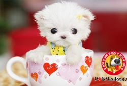 dog cup สุนัขในถ้วยน่ารักมาก