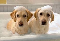 อาบน้ำหมา อาบน้ำสุนัข  การอาบน้ำสุนัขพันธุ์เล็กอย่างถูกวิธี