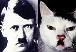 ฮือฮา ฮิตเลอร์ โผล่ในร่างแมว