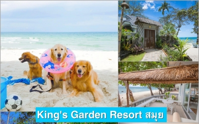 King's Garden Resort เกาะสมุย ที่พักเป็นมิตรกับสัตว์เลี้ยง ต้อนรับหมาแมวทุกสายพันธ์ ที่พักหมาใหญ่เข้าพักได้นะ พาหมาเที่ยวทะเลกัน